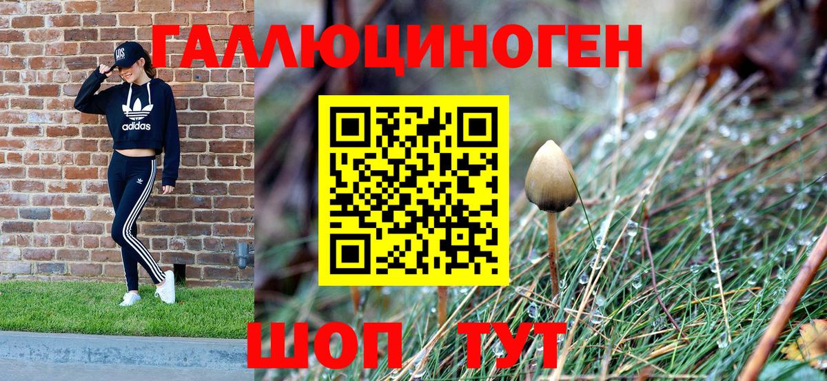 Псилоцибиновые грибы Psilocybe Ейск